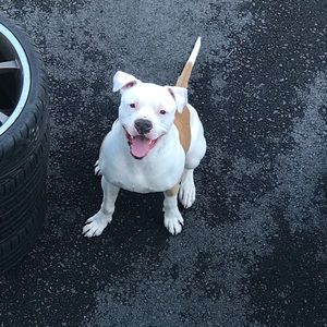 Meet your Posher, Lady